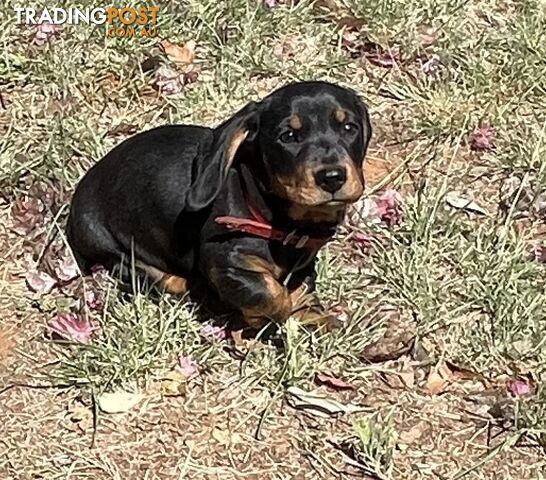 2 x Male mini Dachshunds