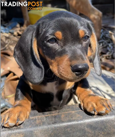 2 x Male mini Dachshunds