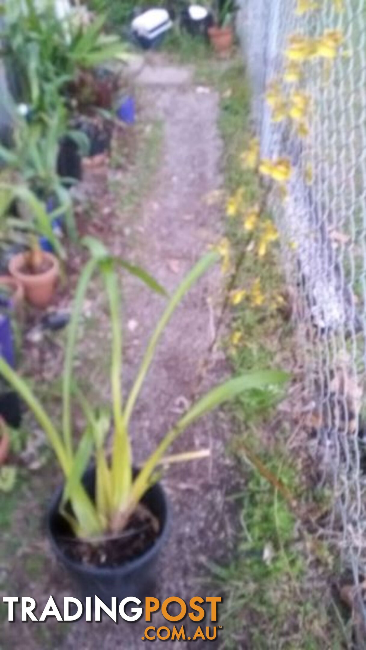 ORCHID IN POT YELLOW