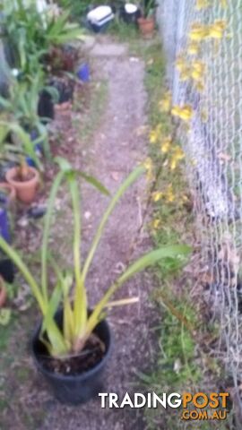 ORCHID IN POT YELLOW