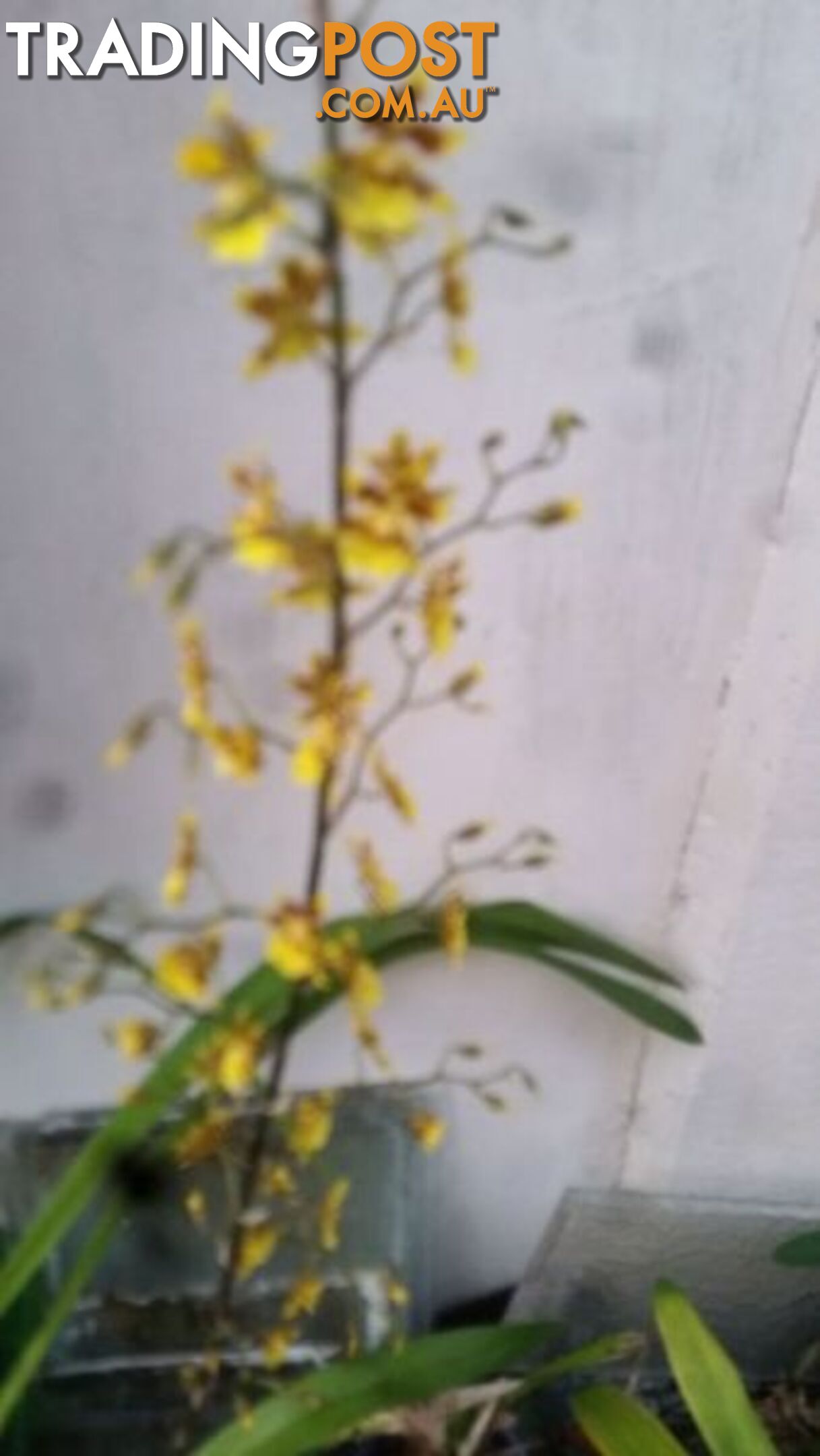 ORCHID IN POT YELLOW