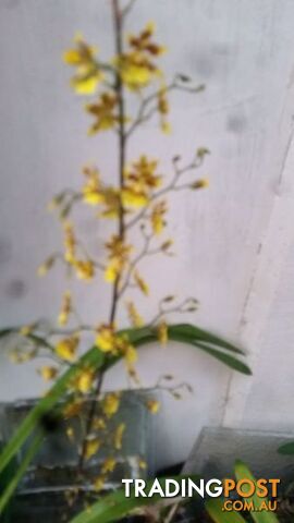 ORCHID IN POT YELLOW