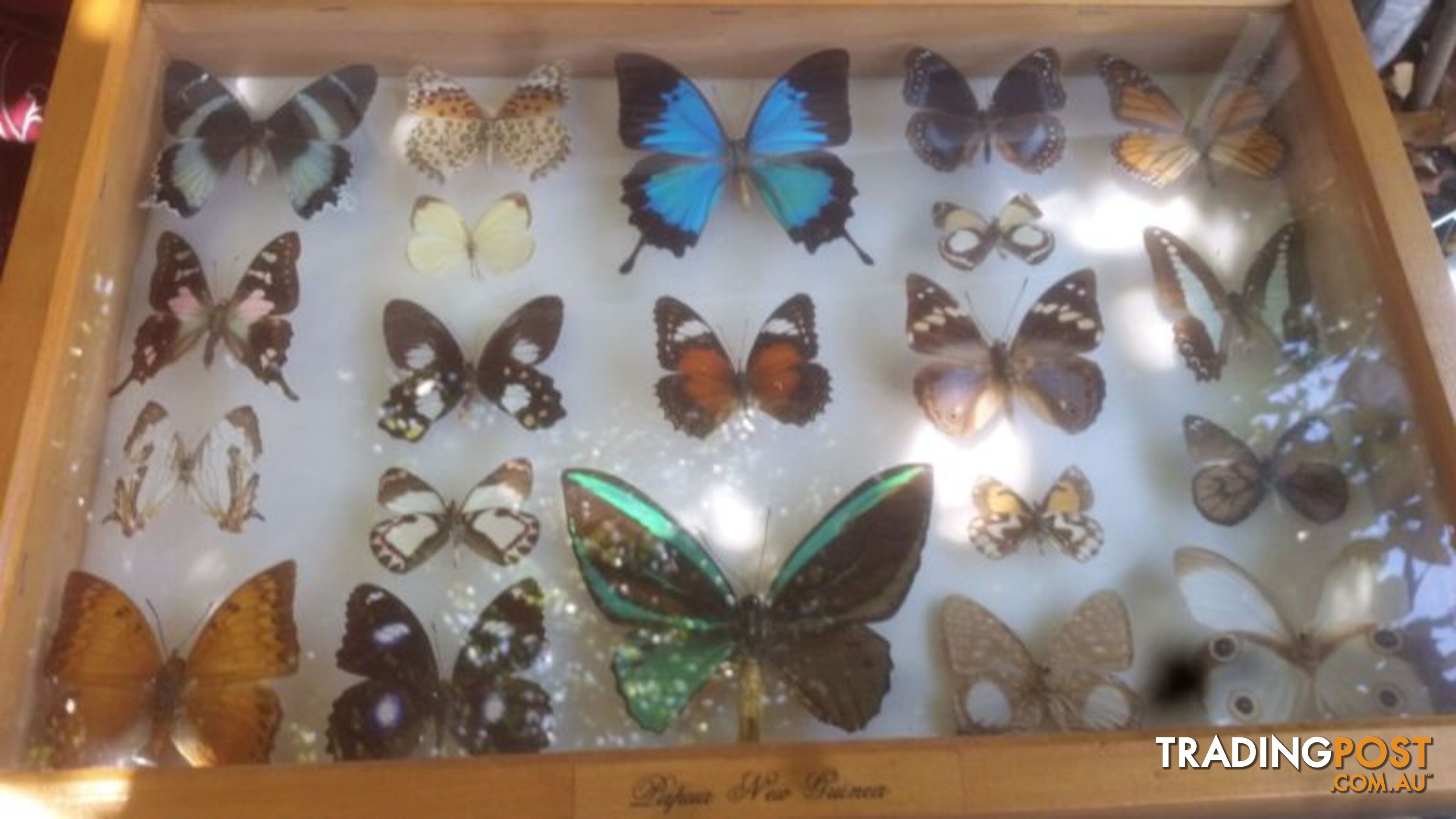 RARE PNG BUTTERFLY COLLECTION