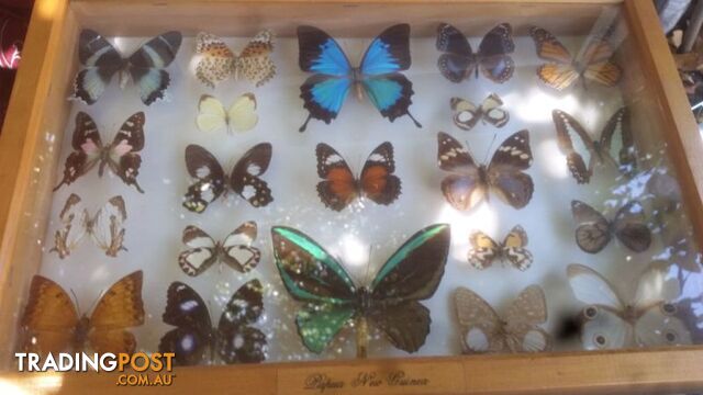 RARE PNG BUTTERFLY COLLECTION
