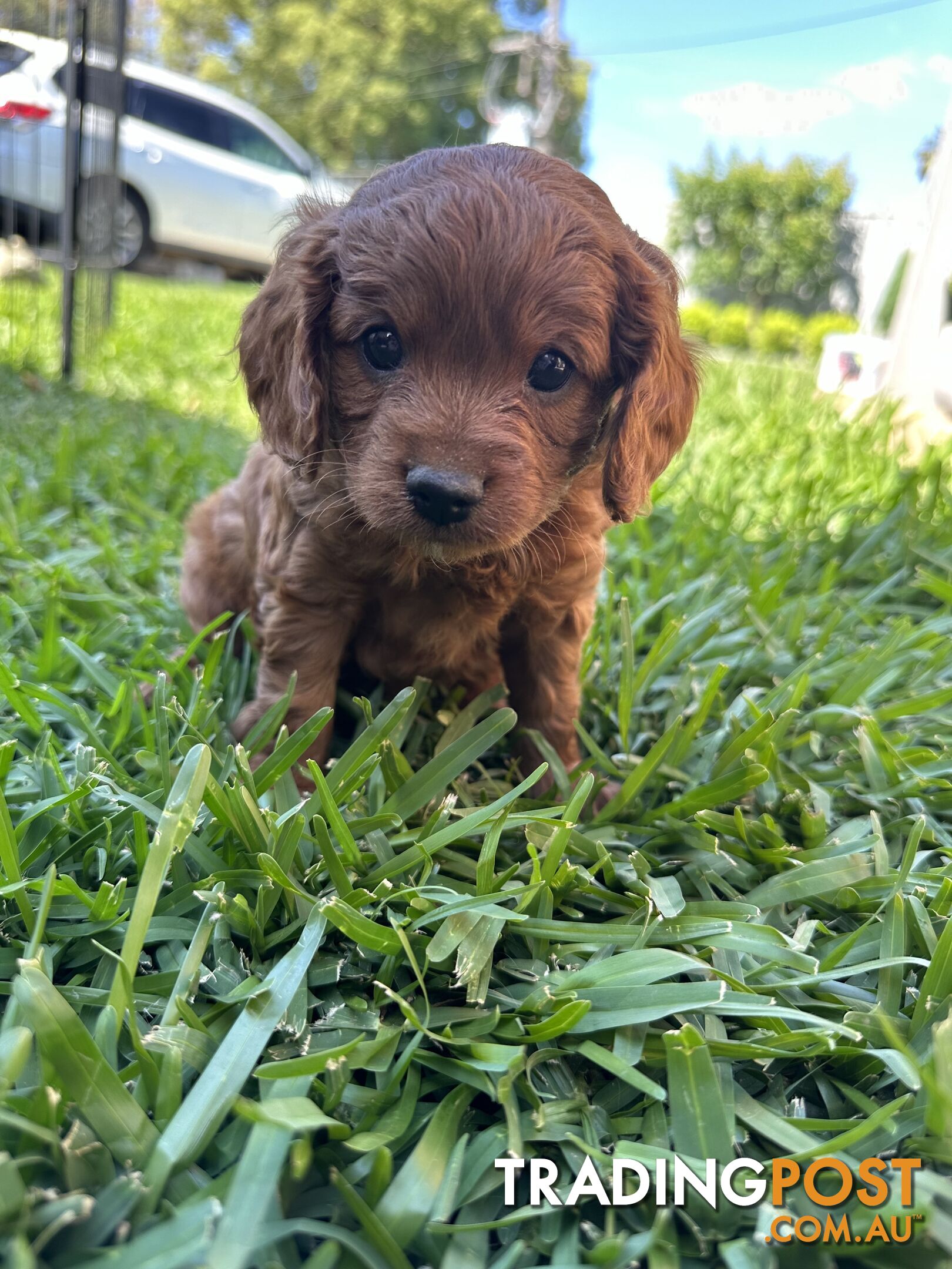 F1B Toy Cavoodle puppies