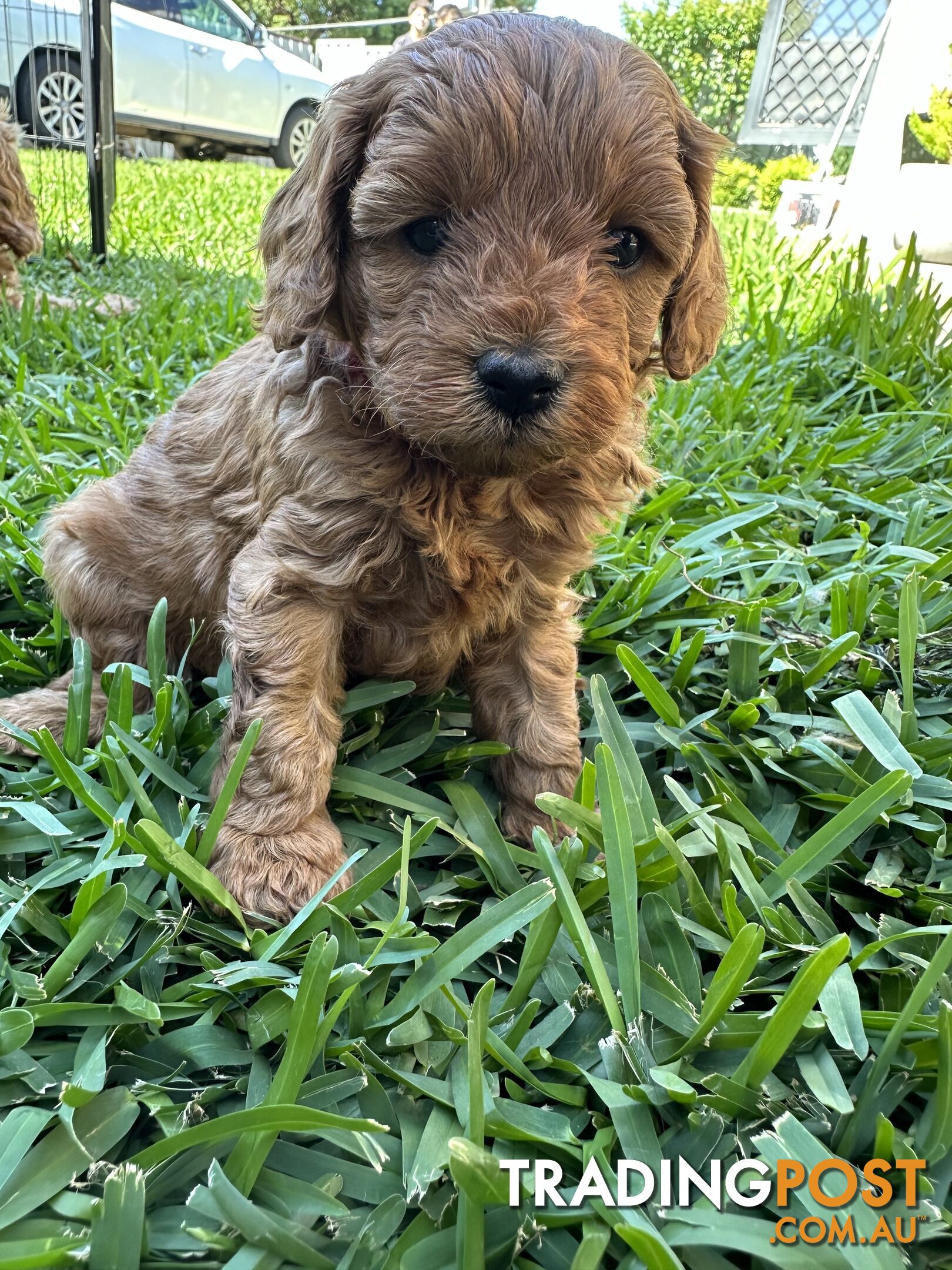 F1B Toy Cavoodle puppies