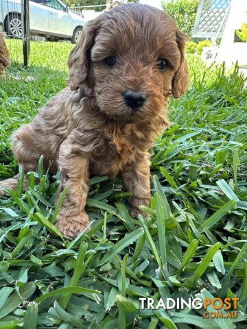 F1B Toy Cavoodle puppies