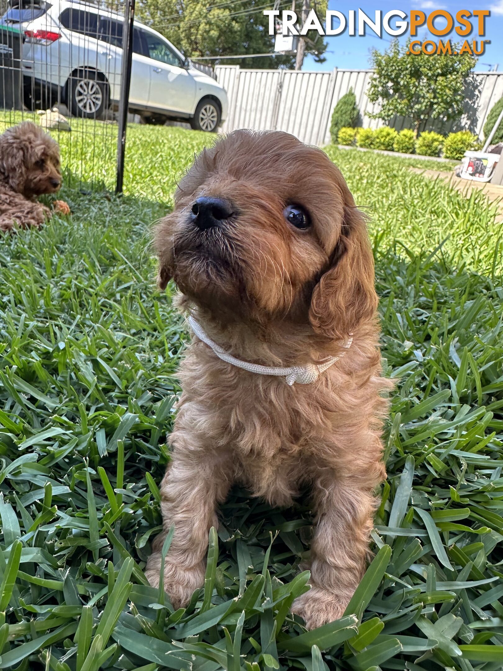 F1B Toy Cavoodle puppies