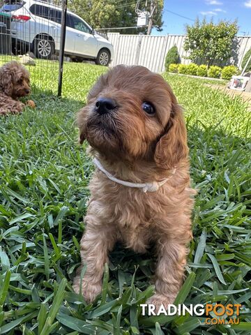 F1B Toy Cavoodle puppies