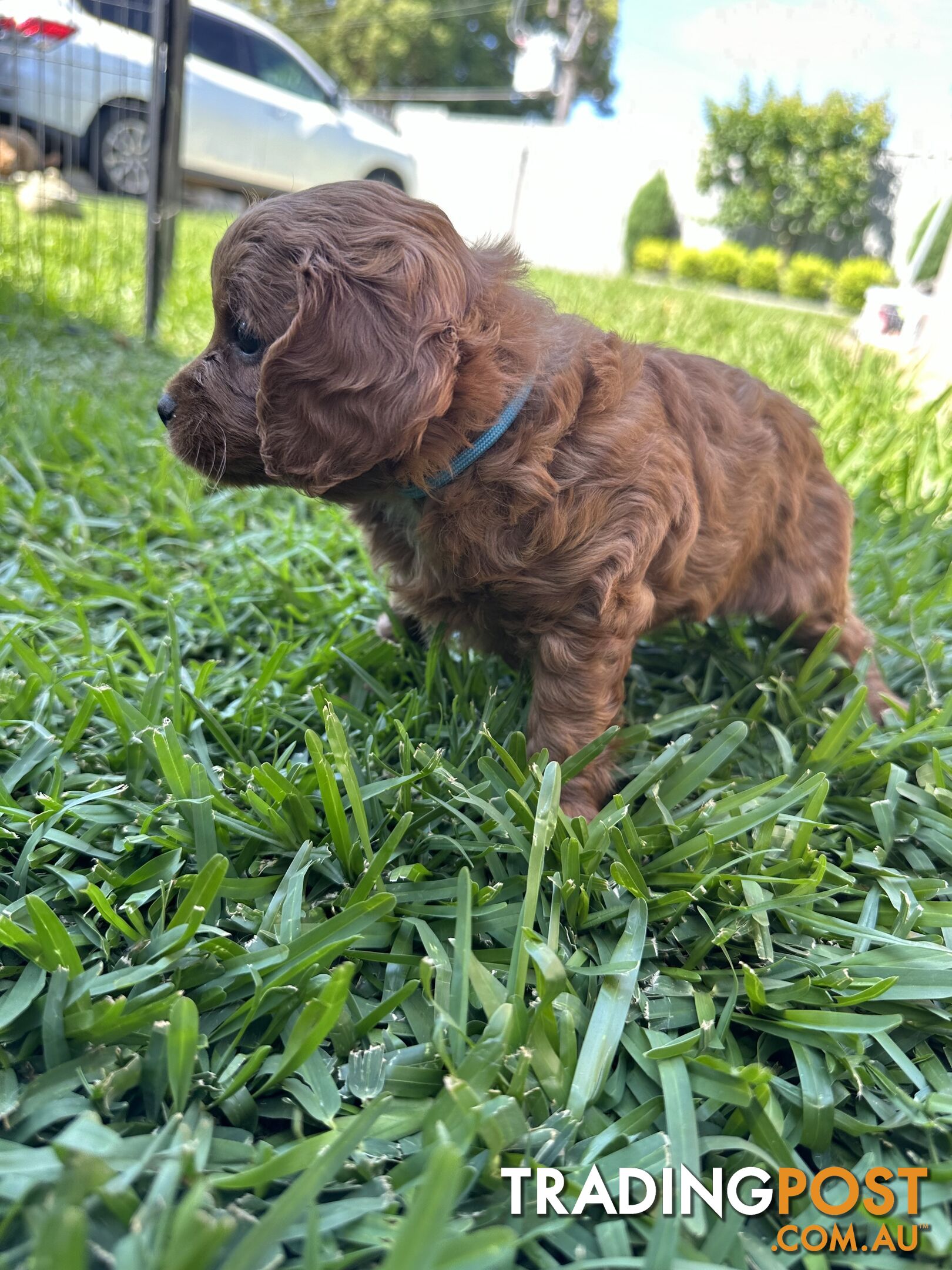 F1B Toy Cavoodle puppies