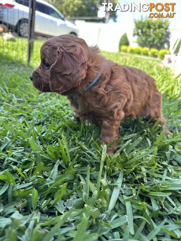 F1B Toy Cavoodle puppies