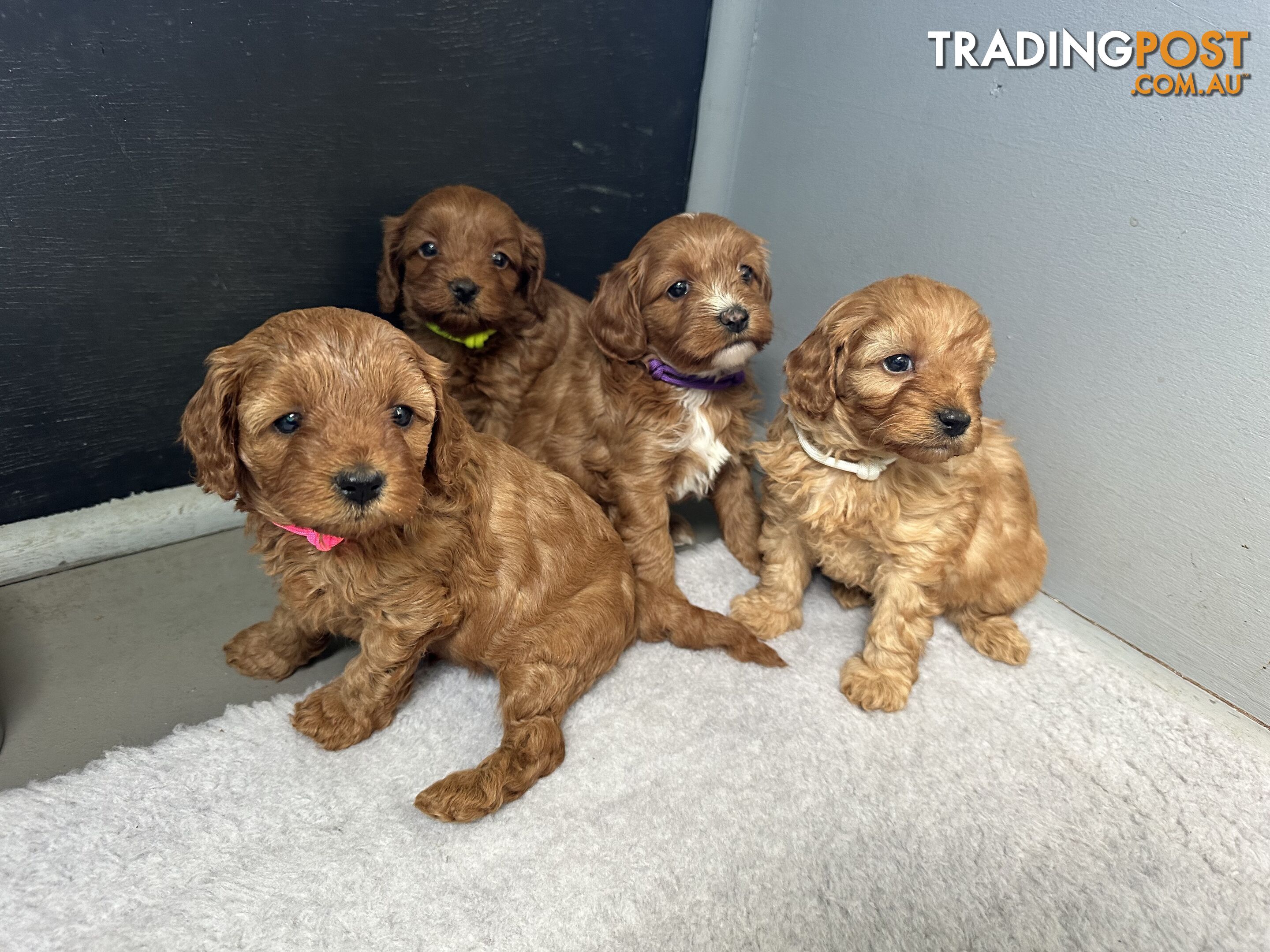 F1B Toy Cavoodle puppies