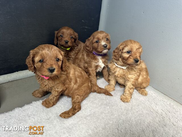 F1B Toy Cavoodle puppies