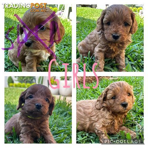 F1B Toy Cavoodle puppies