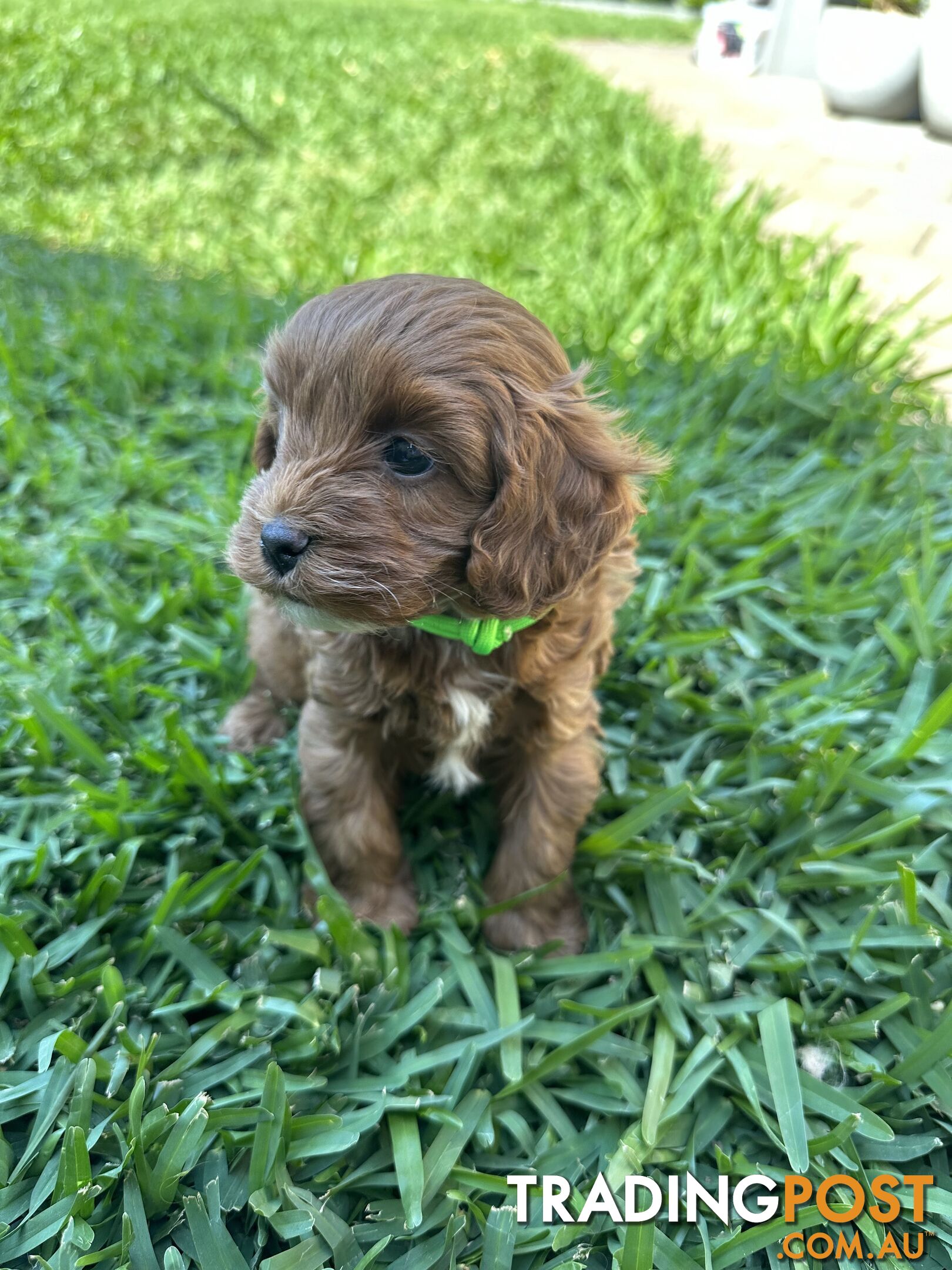 F1B Toy Cavoodle puppies