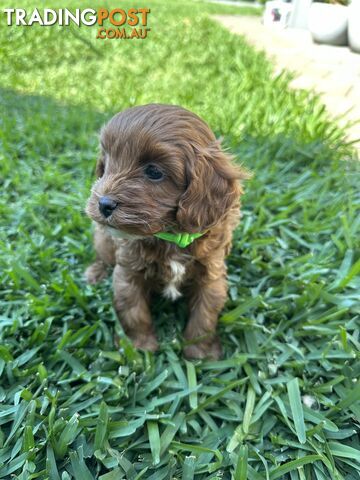 F1B Toy Cavoodle puppies