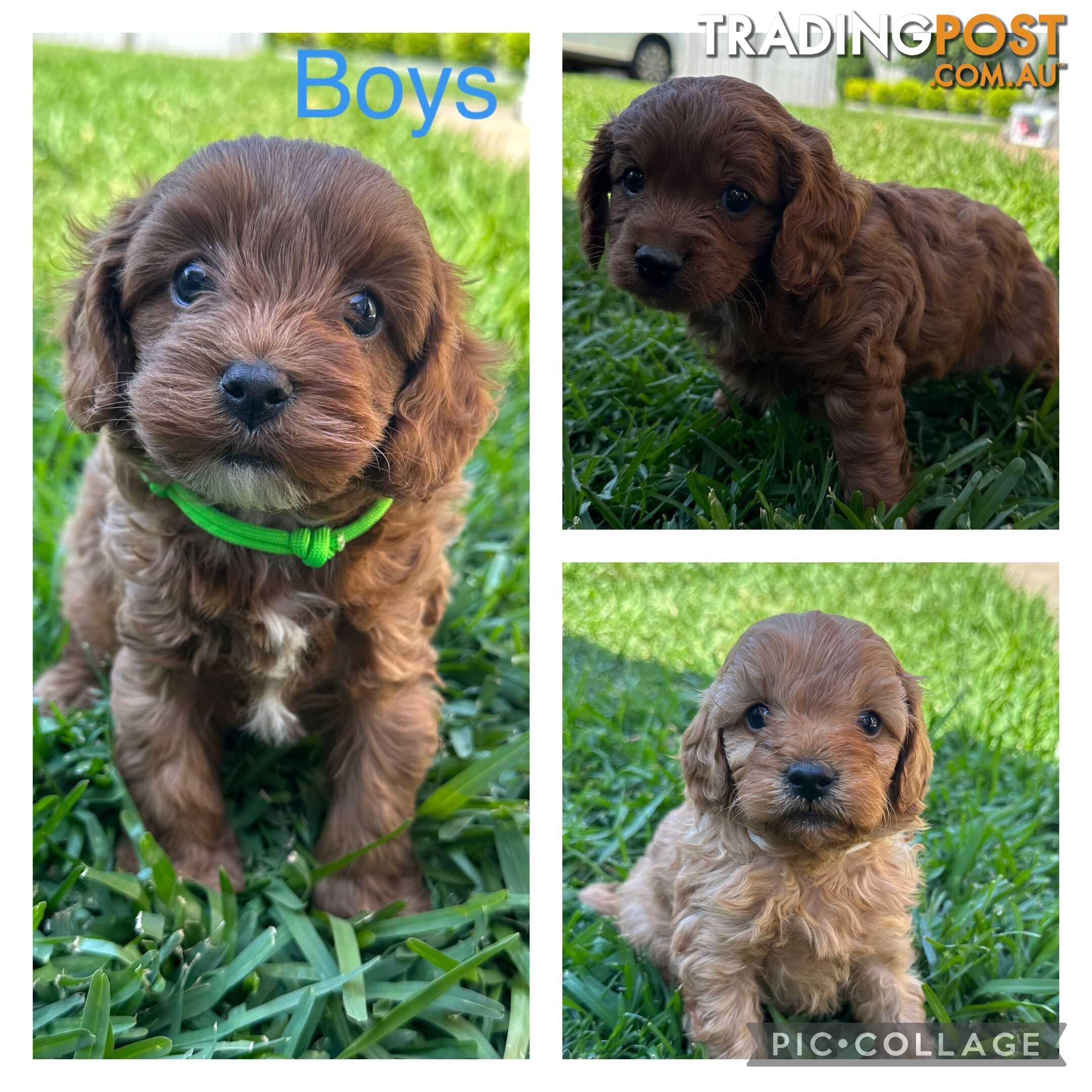 F1B Toy Cavoodle puppies