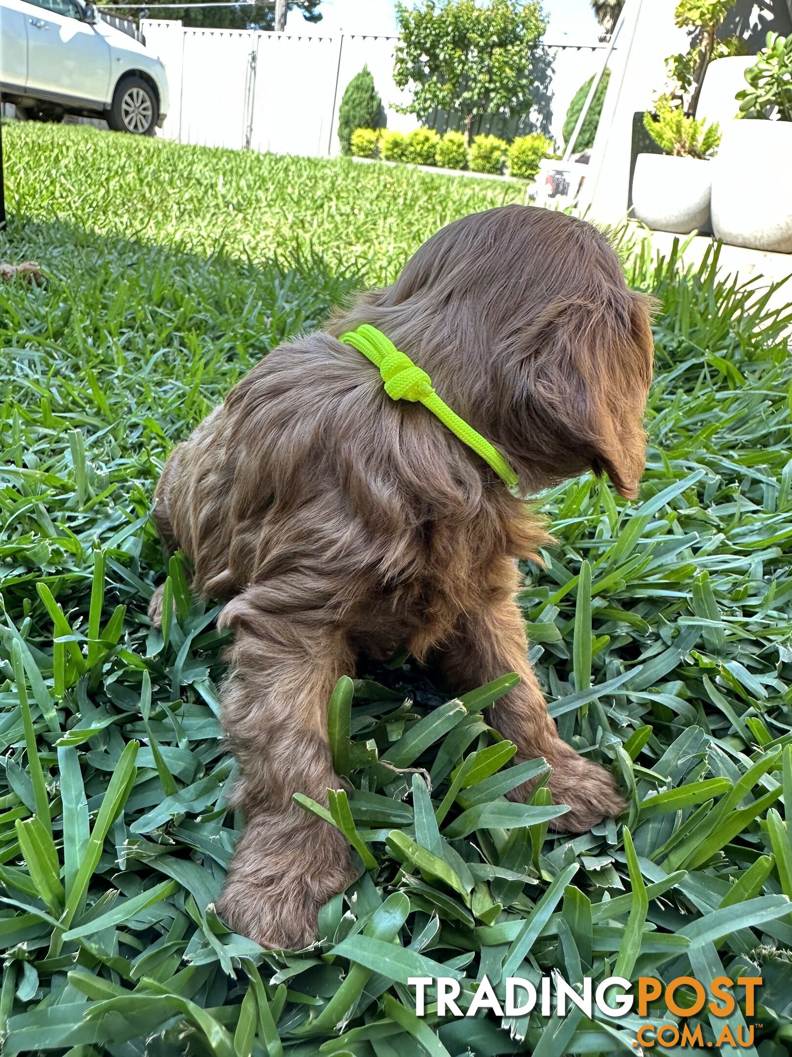 F1B Toy Cavoodle puppies