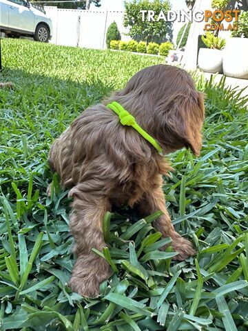 F1B Toy Cavoodle puppies