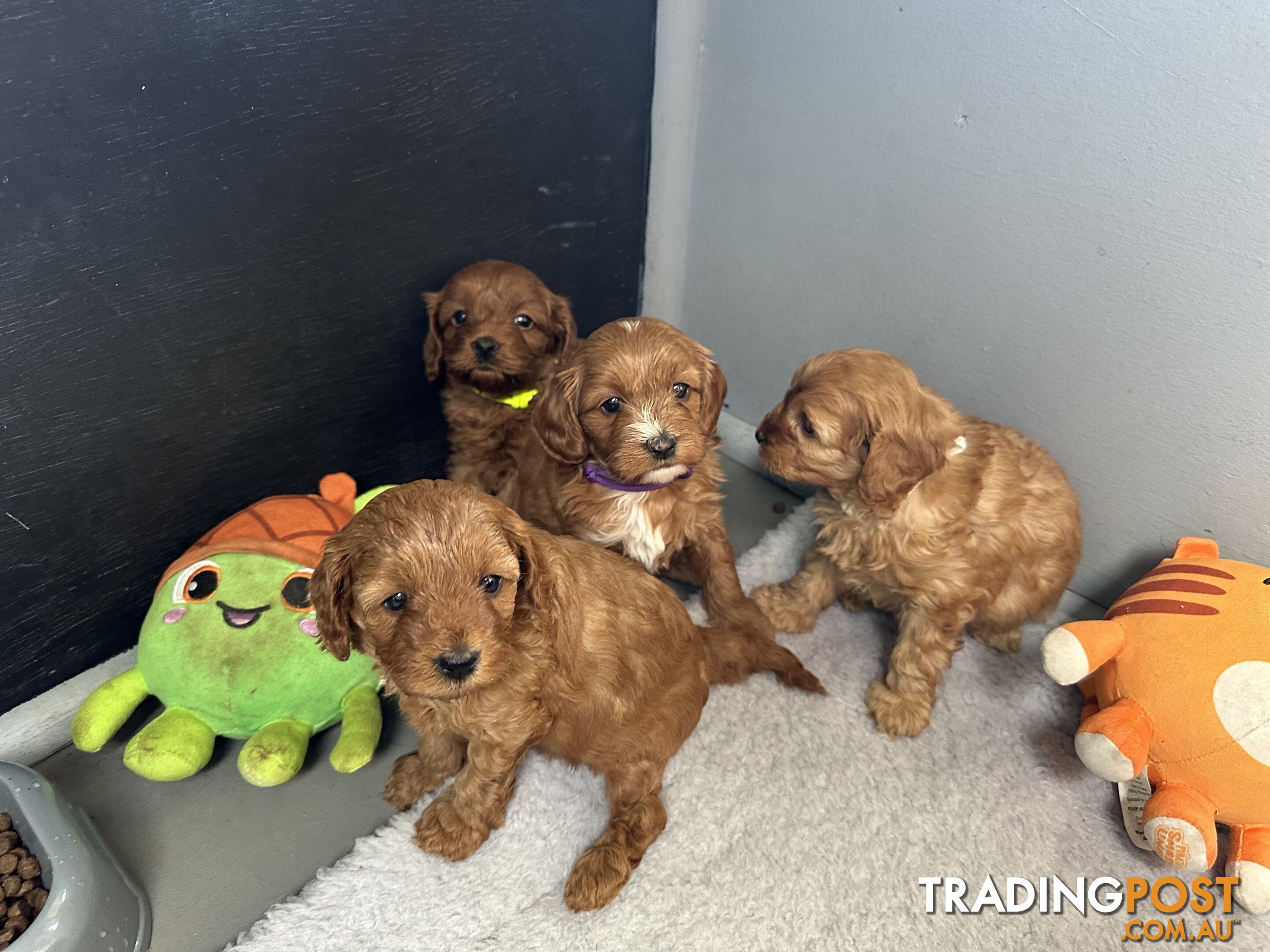 F1B Toy Cavoodle puppies