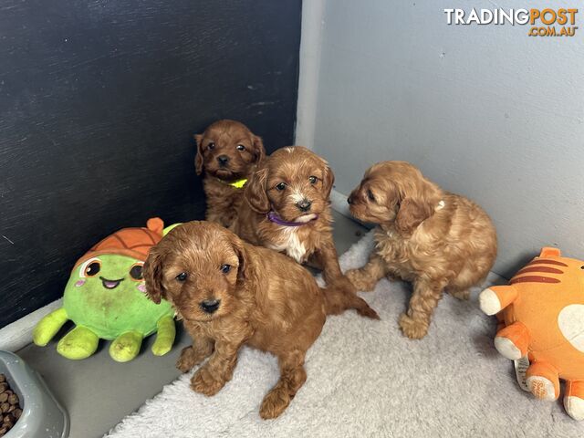 F1B Toy Cavoodle puppies