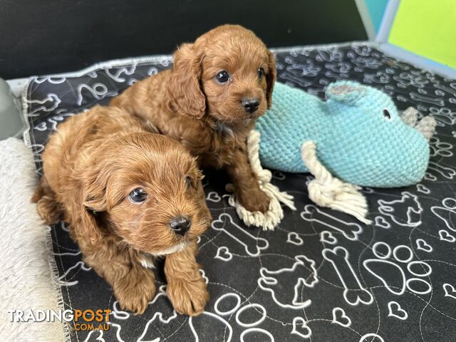 F1B Toy Cavoodle puppies