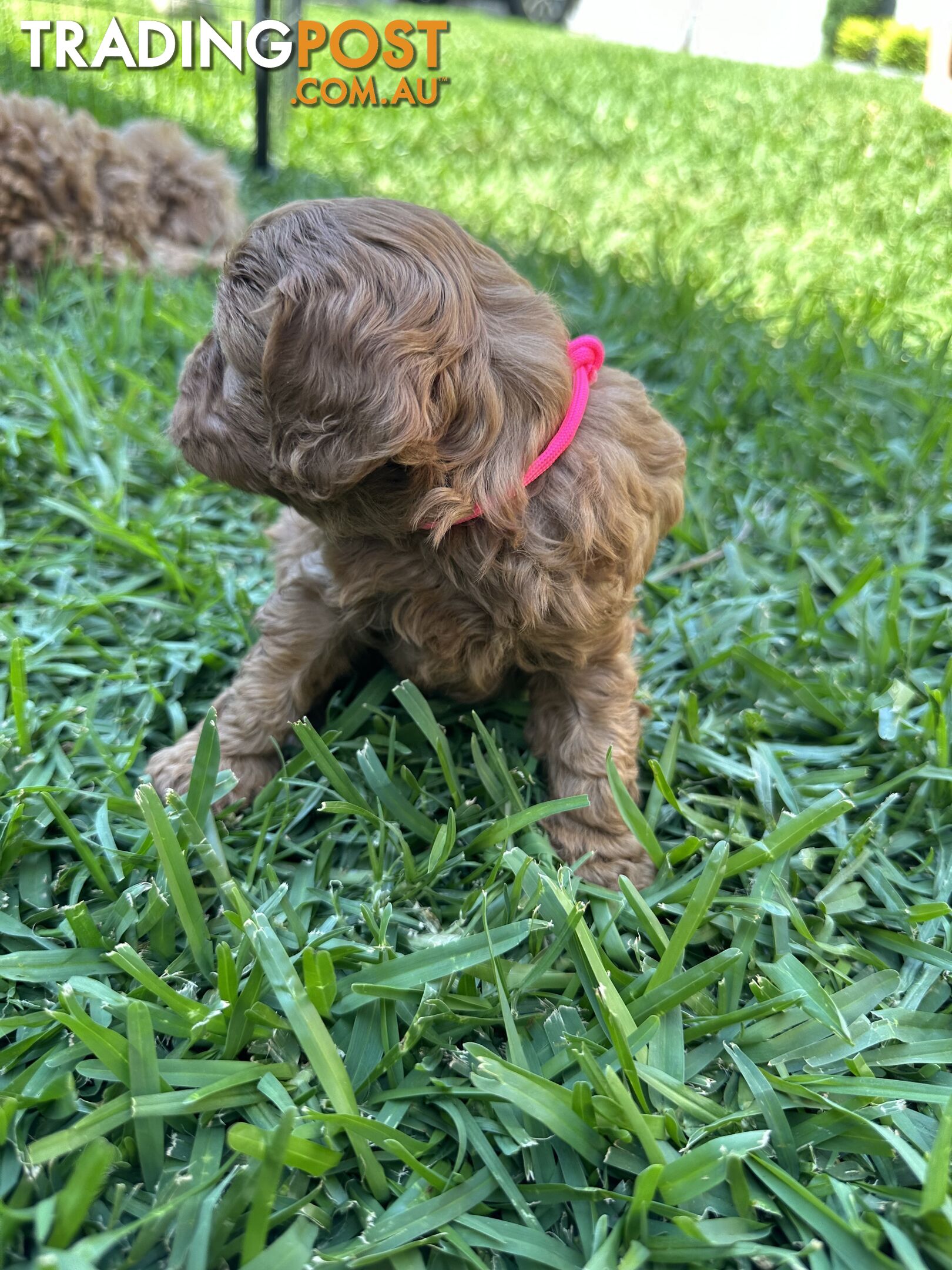 F1B Toy Cavoodle puppies