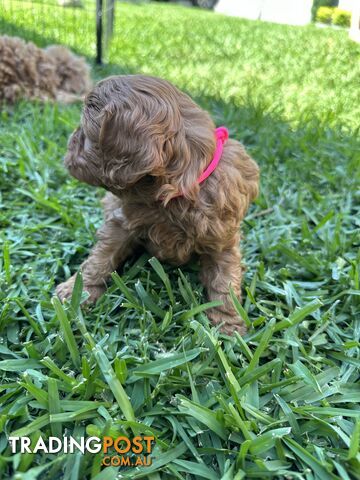 F1B Toy Cavoodle puppies