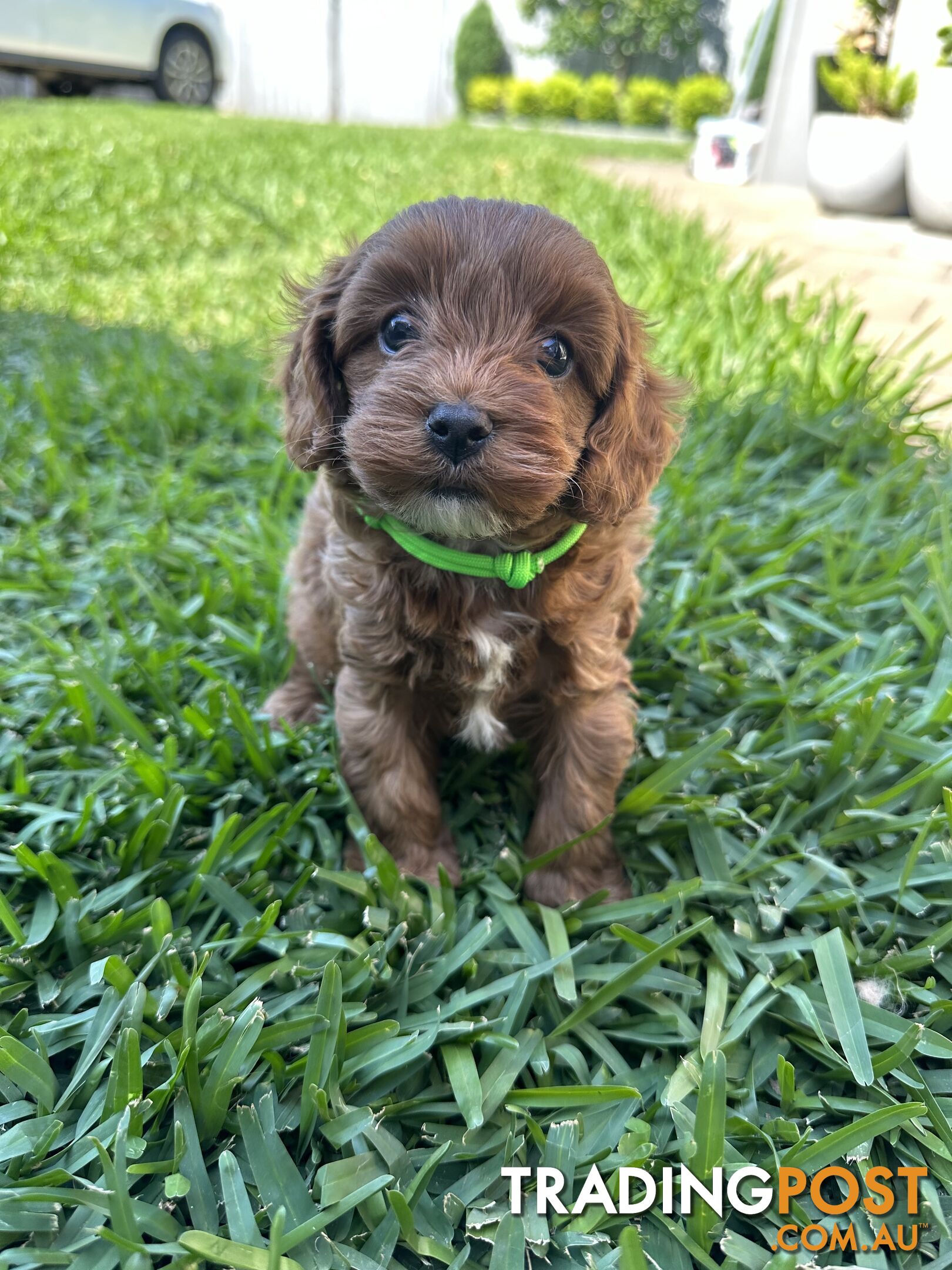 F1B Toy Cavoodle puppies