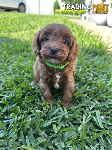 F1B Toy Cavoodle puppies