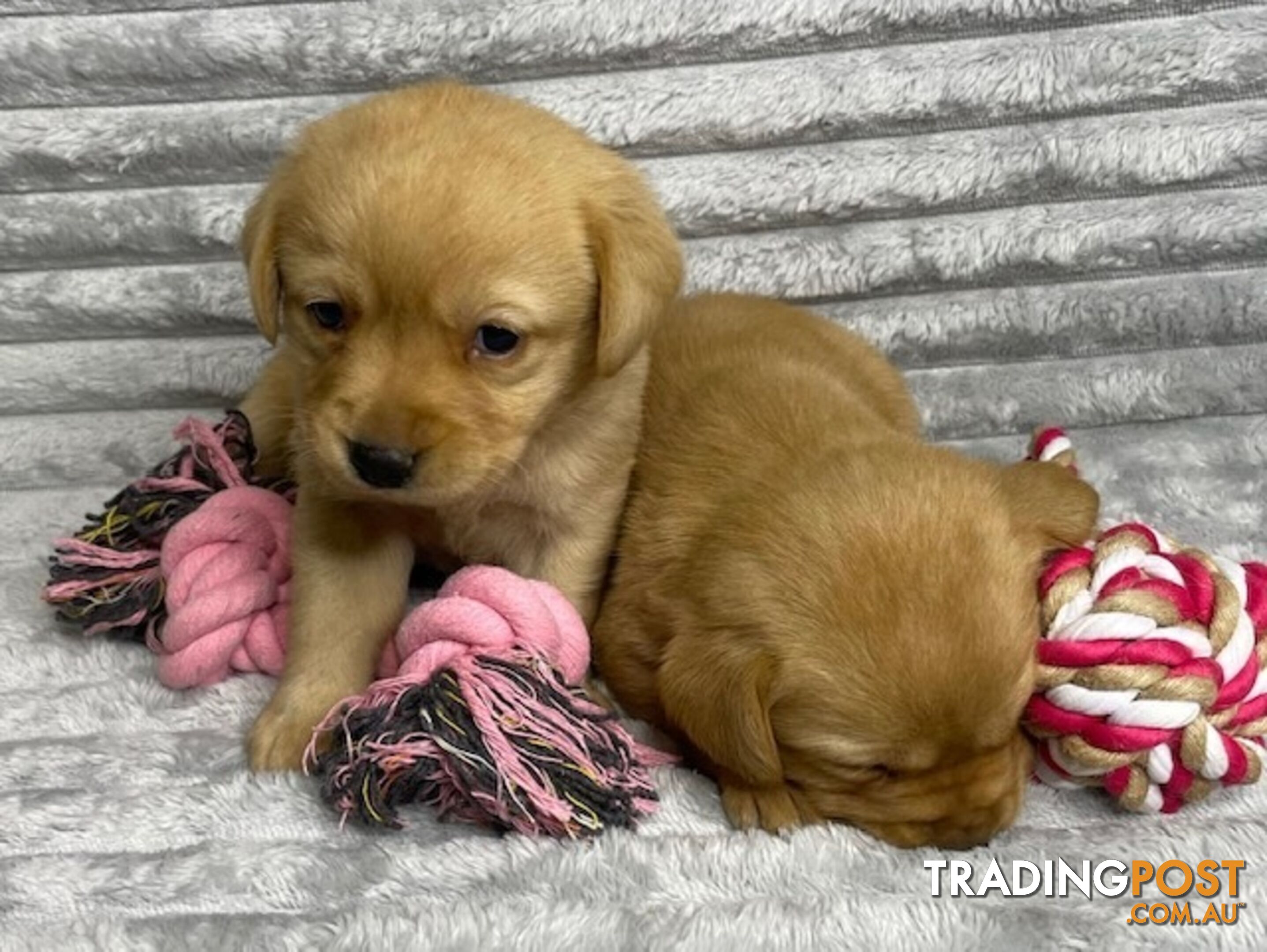 Purebred Labrador Puppies - Dark Gold