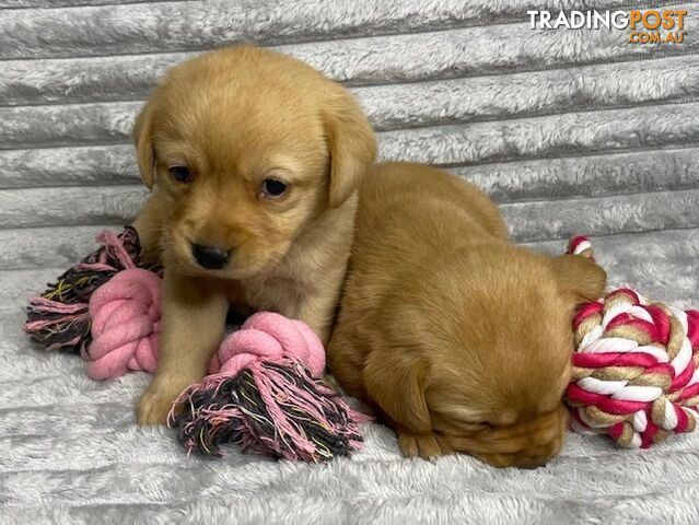 Purebred Labrador Puppies - Dark Gold