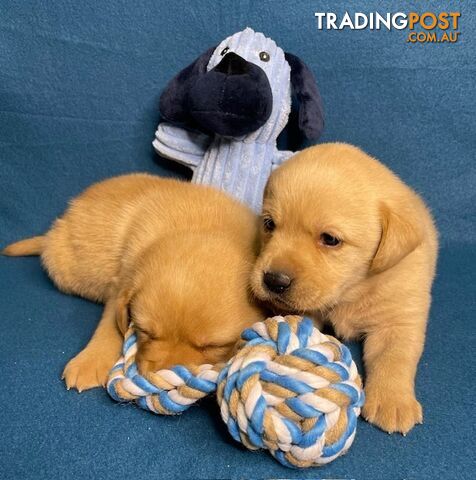 Purebred Labrador Puppies - Dark Gold