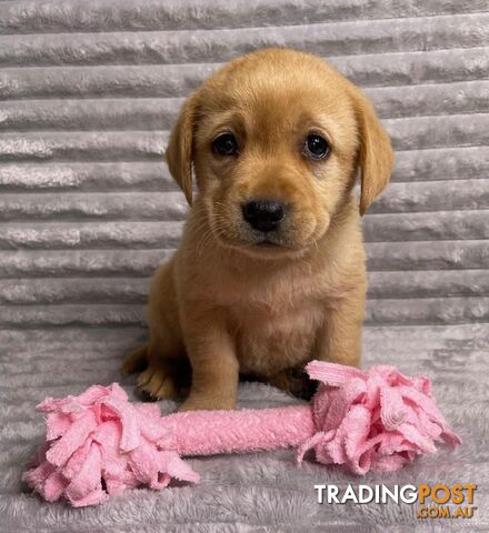 Purebred Labrador Puppies - Dark Gold