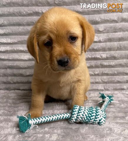 Purebred Labrador Puppies - Dark Gold