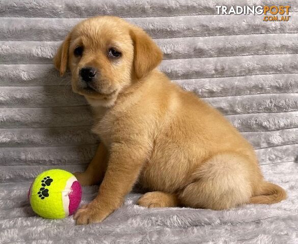 Purebred Labrador Puppies - Dark Gold