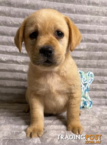 Purebred Labrador Puppies - Dark Gold