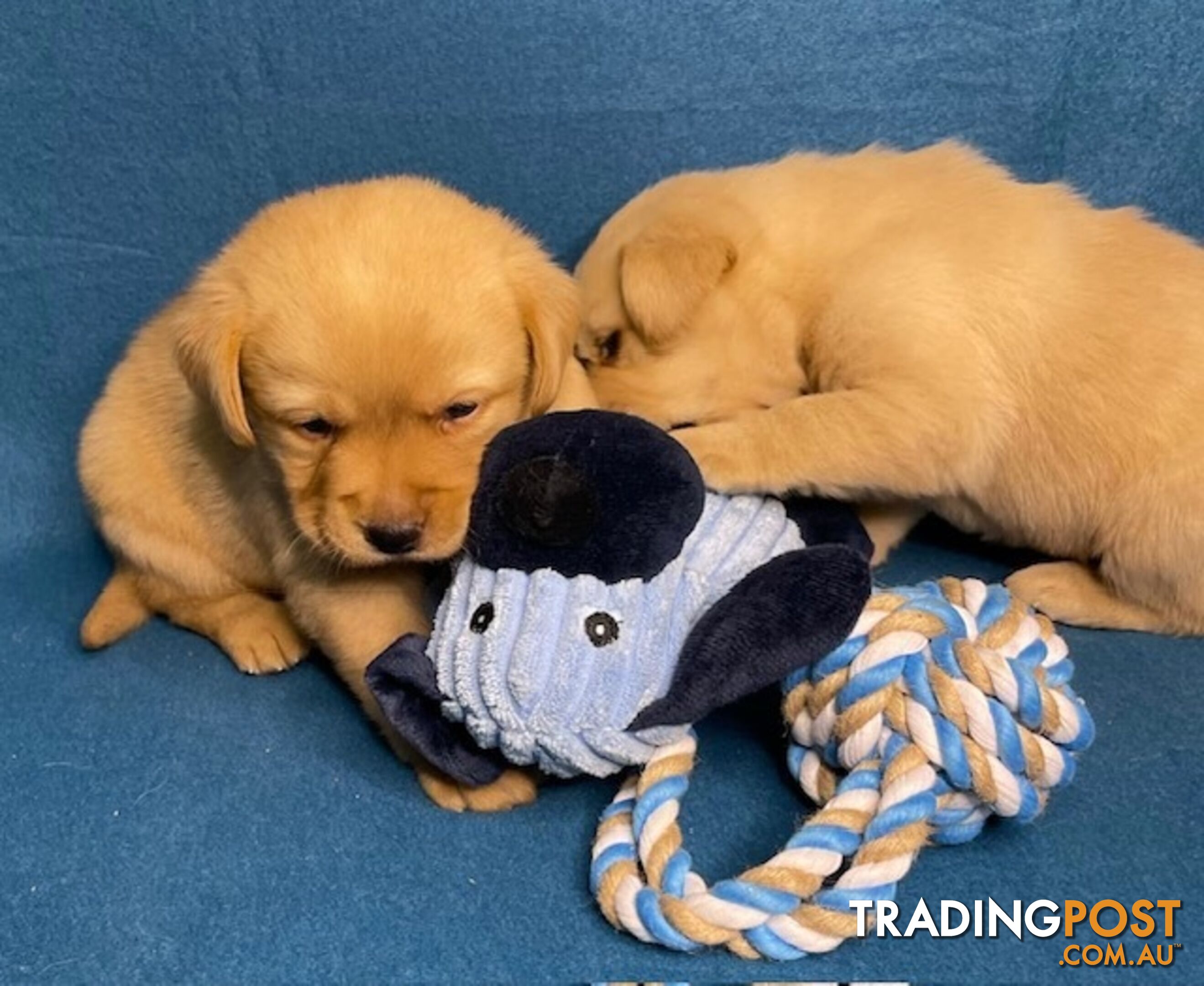 Purebred Labrador Puppies - Dark Gold