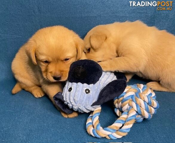 Purebred Labrador Puppies - Dark Gold