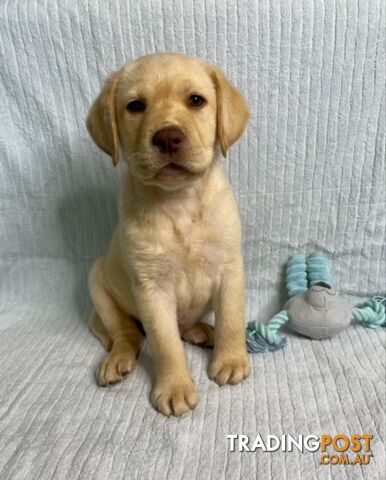 Labrador Pups - Delivery Available Australia Wide