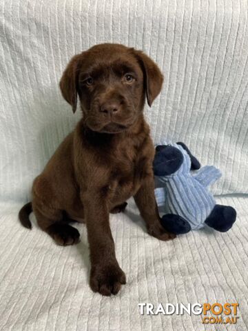 Labrador Pups - Delivery Available Australia Wide