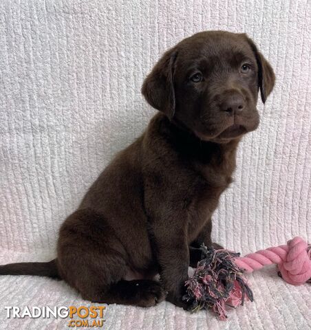 Labrador Pups - Delivery Available Australia Wide