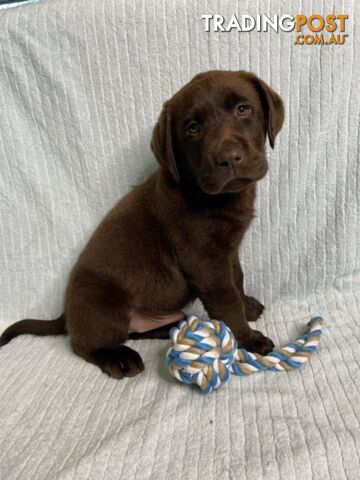 Labrador Pups - Delivery Available Australia Wide