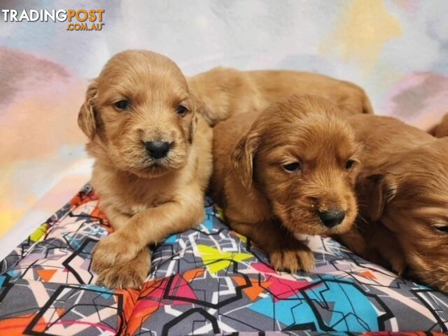 Golden Retriever x  Setter Puppies ( Irish Retrievers)