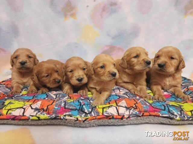 Golden Retriever x  Setter Puppies ( Irish Retrievers)