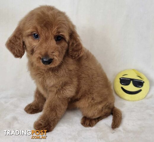 Groodle Puppies - Deep Reds and Soft Golds Available