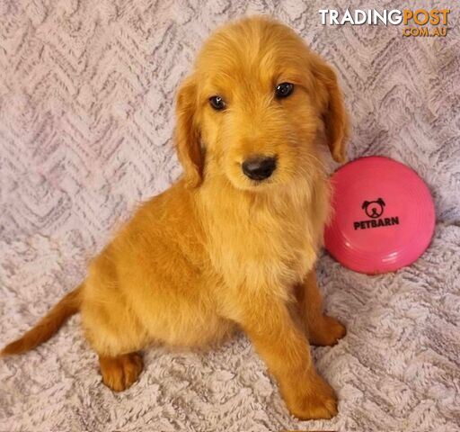 Groodle Puppies - Deep Reds and Soft Golds Available