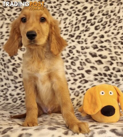 Golden Retriever x Red Irish Setter Puppies (Golden Setters)