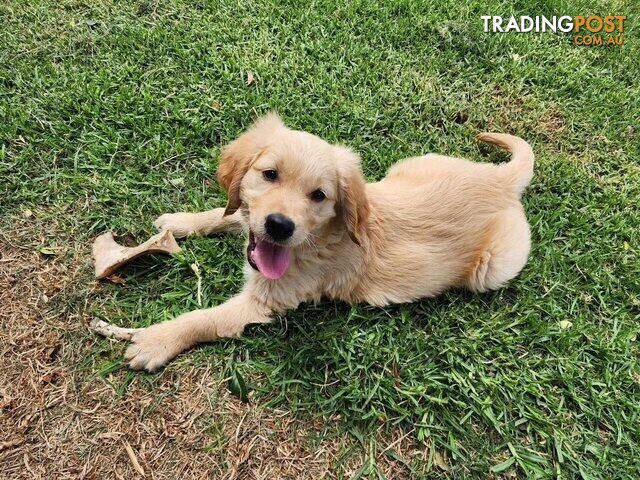 Golden Retriever Puppies - DNA Clear