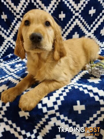 Red Retriever Puppies - DNA Clear